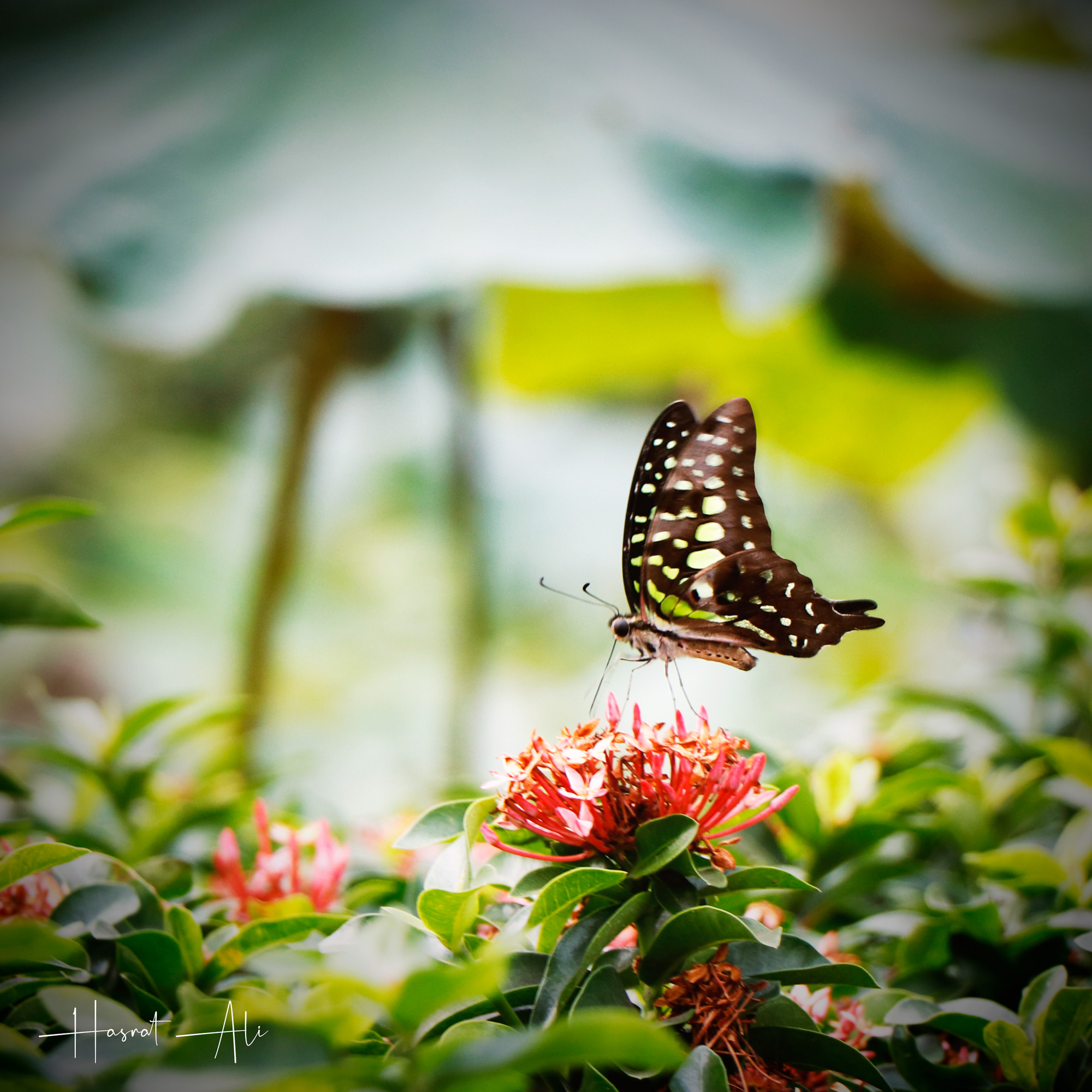 The Butterfly